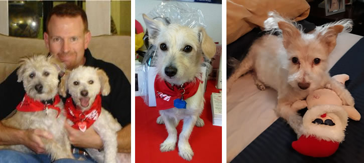 Pet Loss Bereavement Support Group