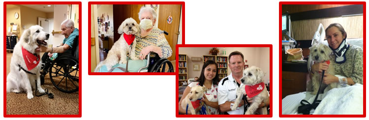 Pet Loss Bereavement Support Group